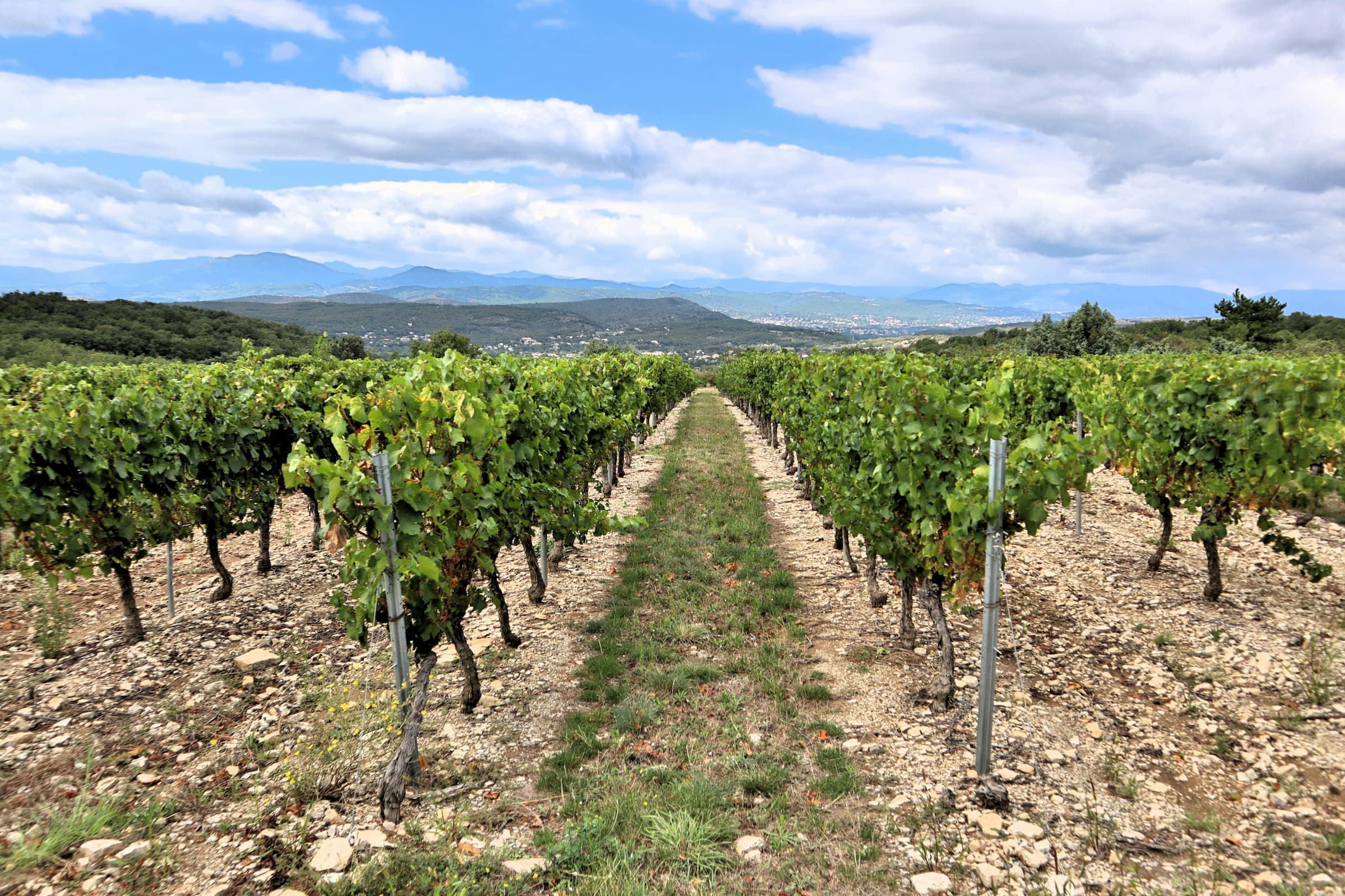 Vineyard rows stretching toward rolling hills