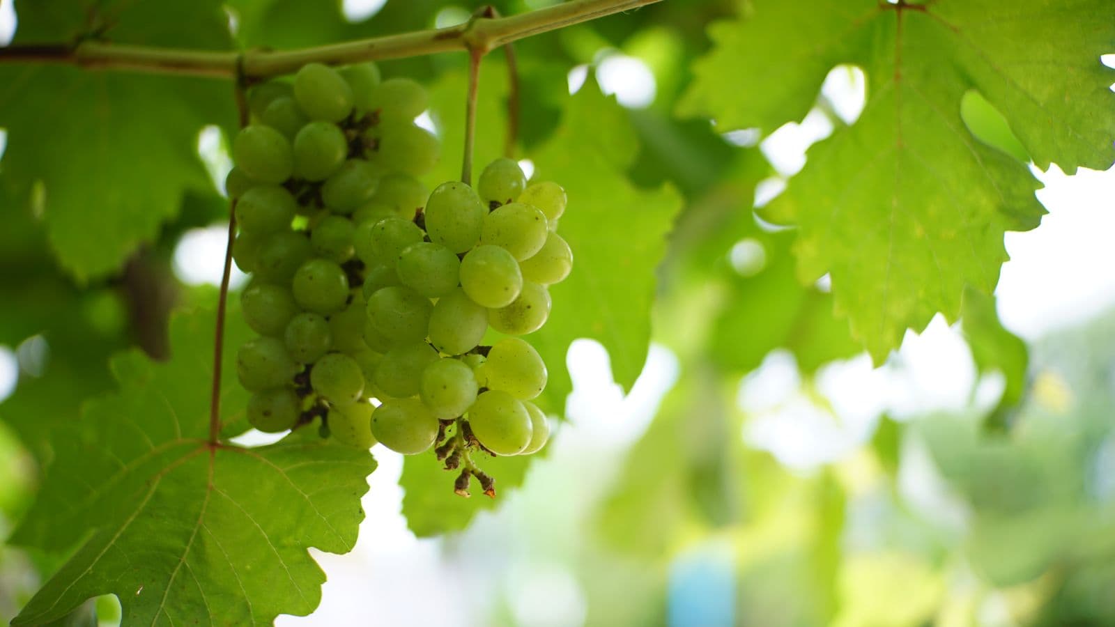 Wine-country scenery: Edna Valley