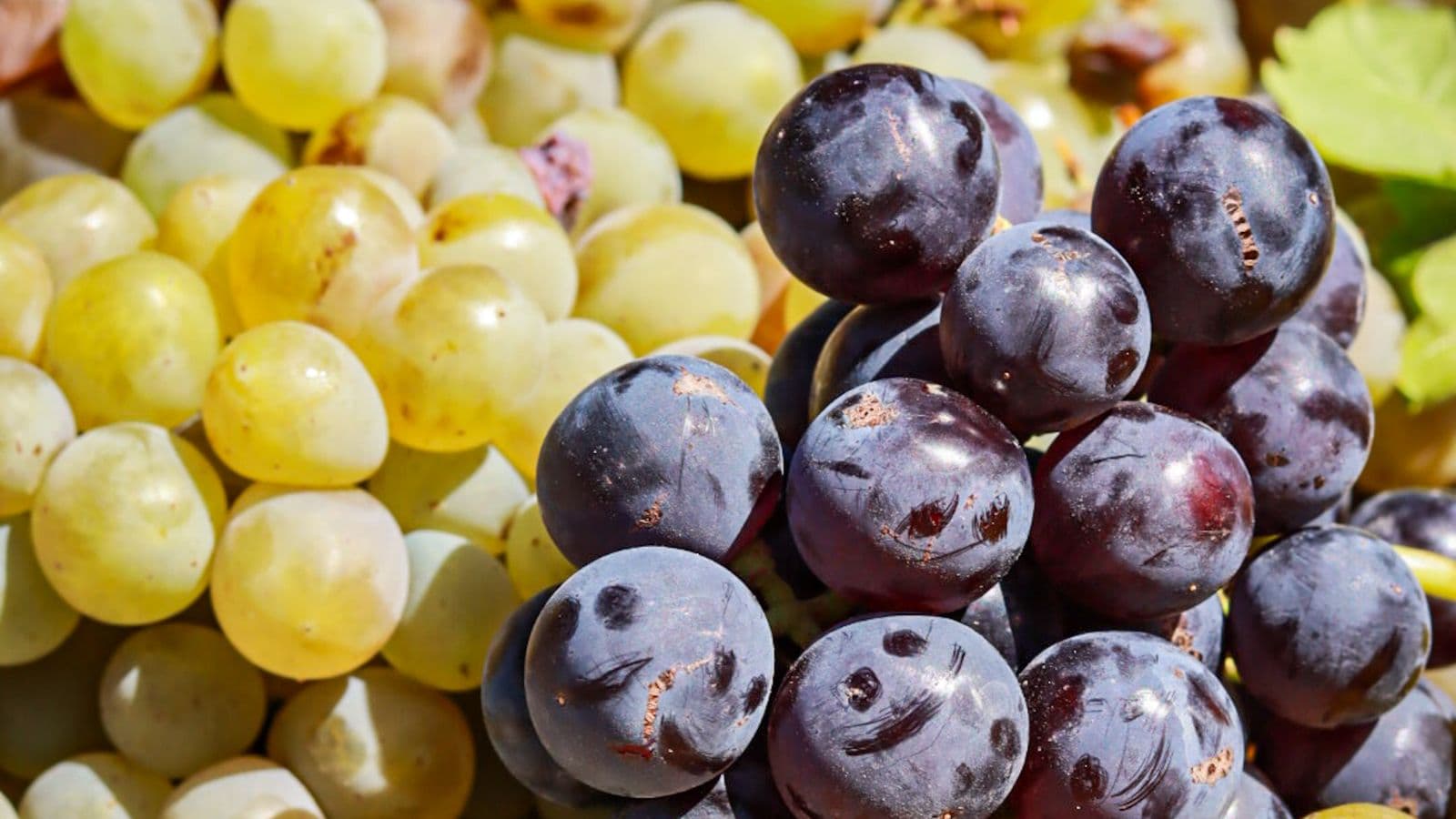 Wine-country scenery for Santa Maria Pinot & Bubbles