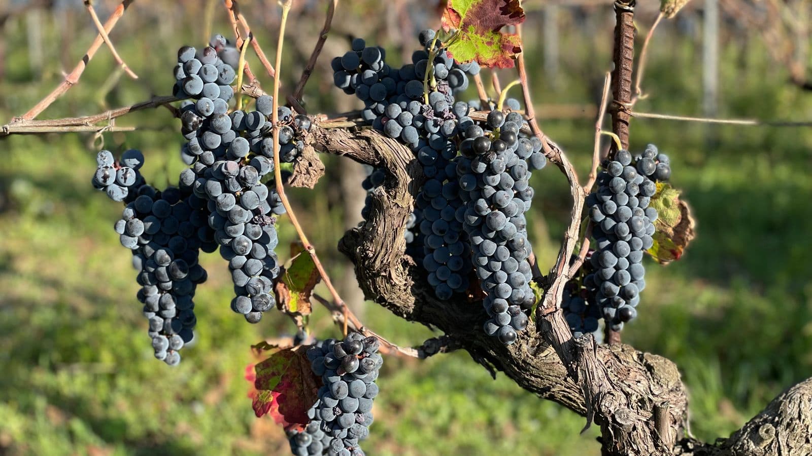 Wine-country scenery for Sta. Rita Hills Pinot Loop