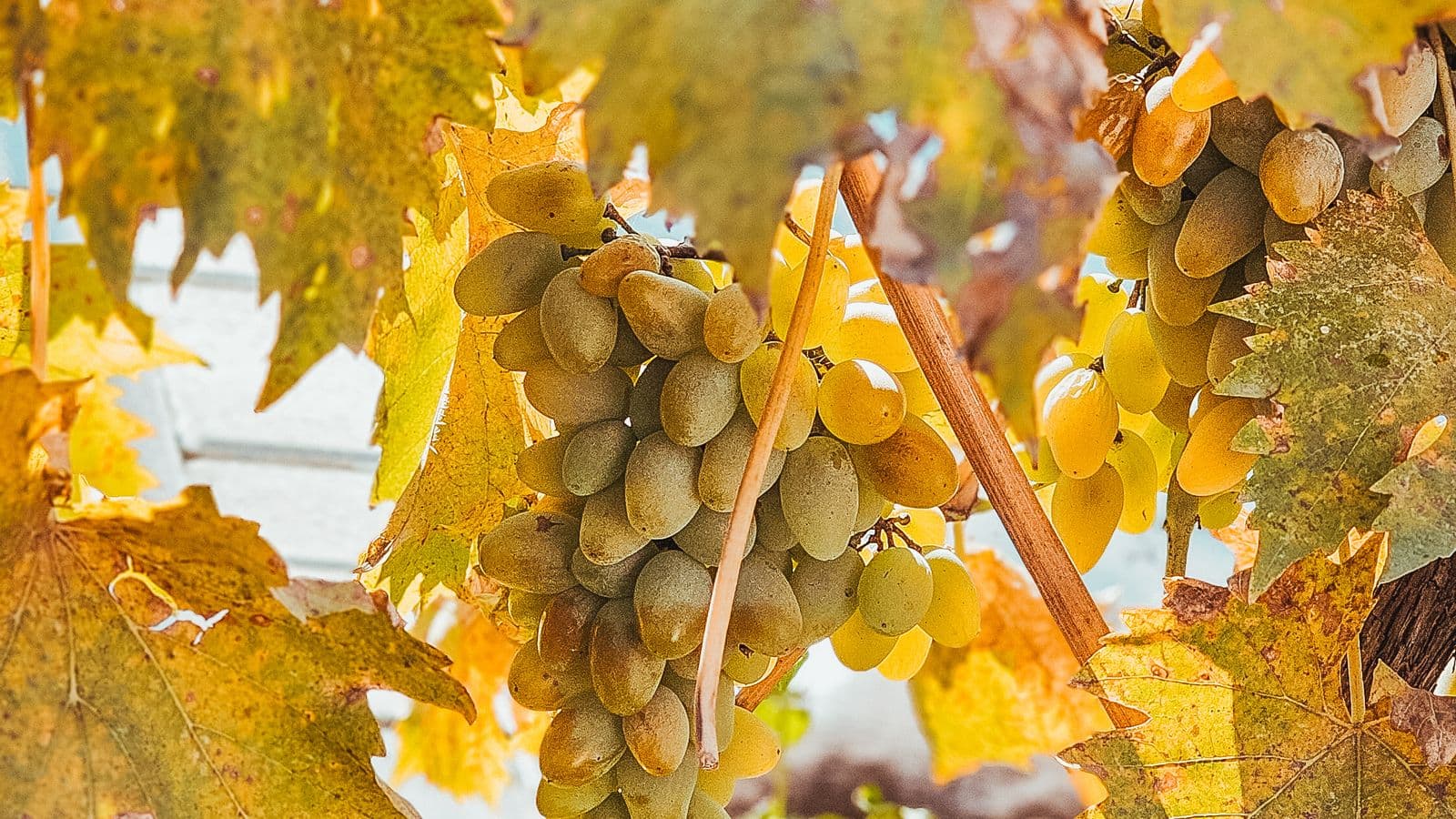 Wine-country scenery for Zinfandel Heritage Road