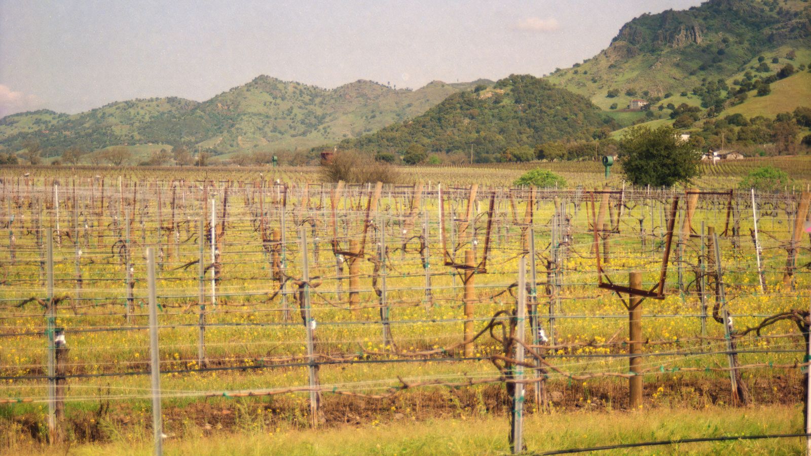 Adelaida Hilltop Cabernets